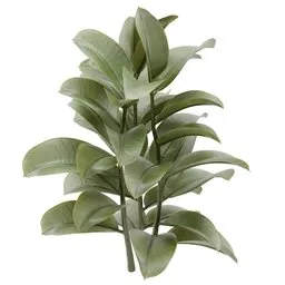 AQ-Multiple Ficus Plant 02