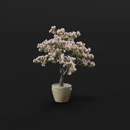Blooming Cherry Bonsai