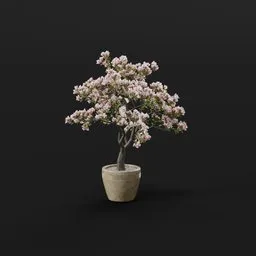 Blooming Cherry Bonsai