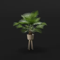 Potted Palm Plant