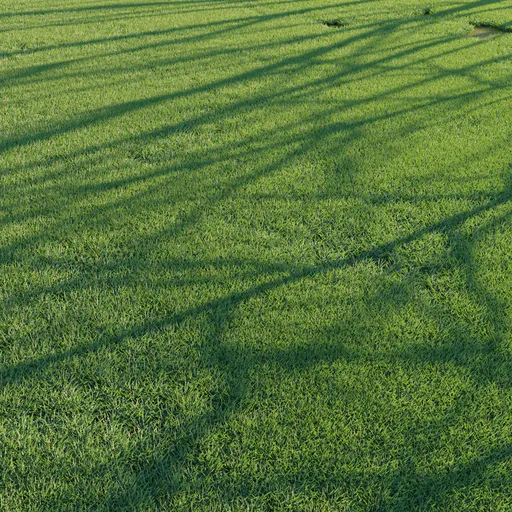 Grass