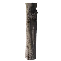 Cinnamomum burmannii Trunk