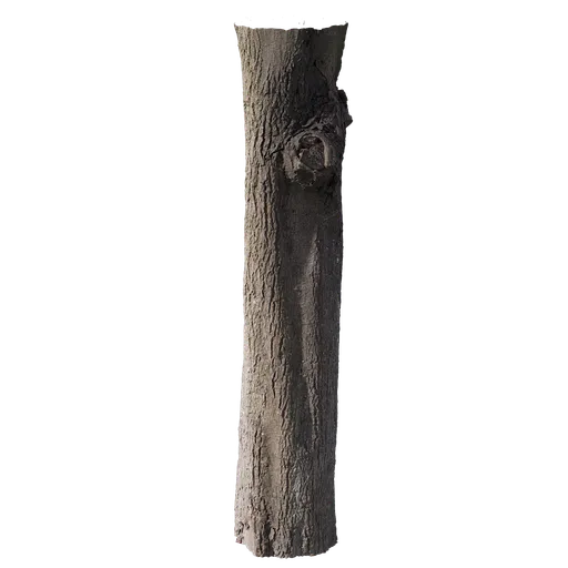 Cinnamomum burmannii Trunk