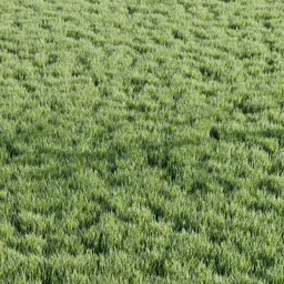 Grass