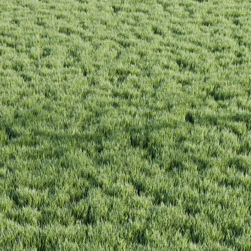 Grass
