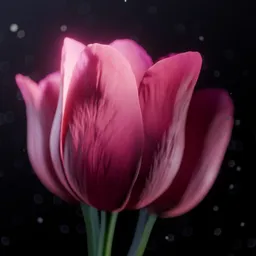 Tulip Flower