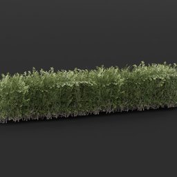 Boxwood Hedge 4M Variation
