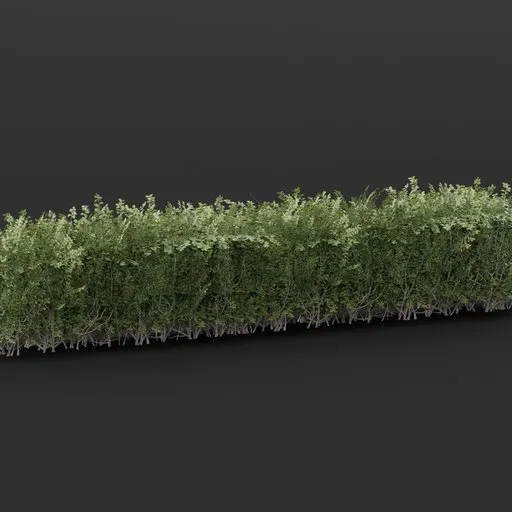 Boxwood Hedge 4M Variation
