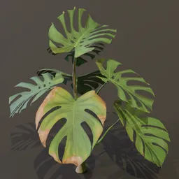 Monestera Plant Young Var