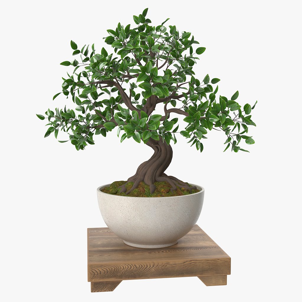 Bonsai Tree new | Trees models | Blendkit