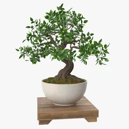 Bonsai Tree