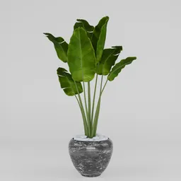 Banana plant