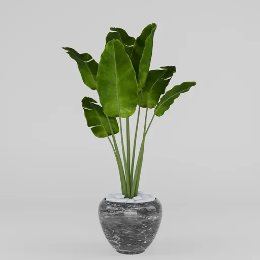 Banana plant
