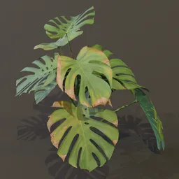 Monestera Plant Med Var