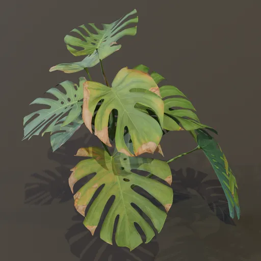 Monestera Plant Med Var