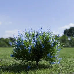 Shurb - Caryopteris Bluebeard ANIMATED