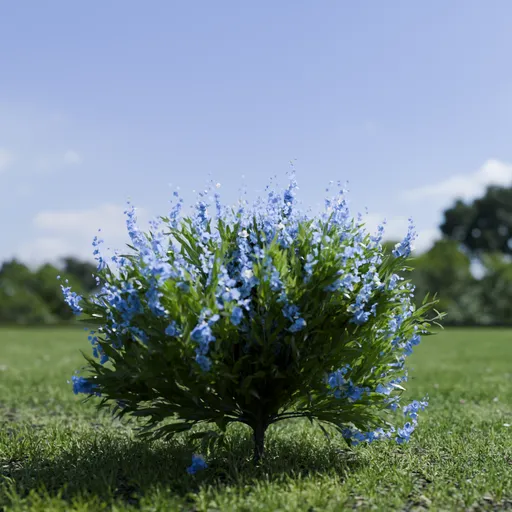 Shurb - Caryopteris Bluebeard ANIMATED