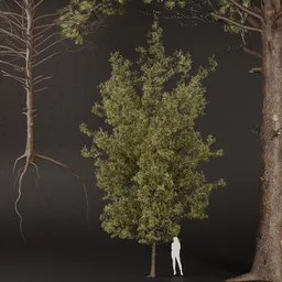 SJ-Optimized Pine Tree Model