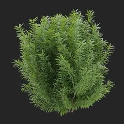 Simple Bush plant