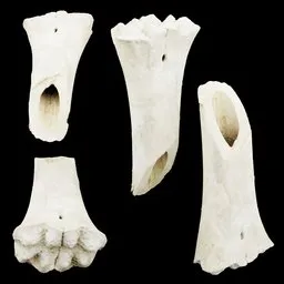 Animal Bone