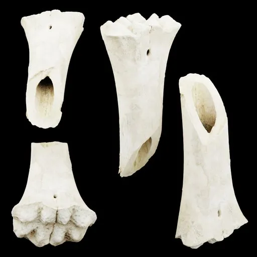 Animal Bone