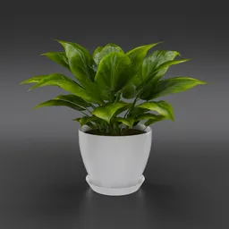 Golden Pothos House Plant