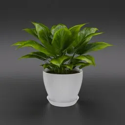 Golden Pothos House Plant