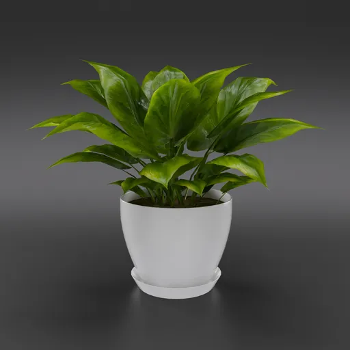 Golden Pothos House Plant