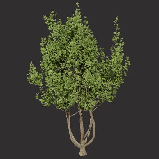 Green Oak Bush
