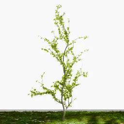Young Slender Tree