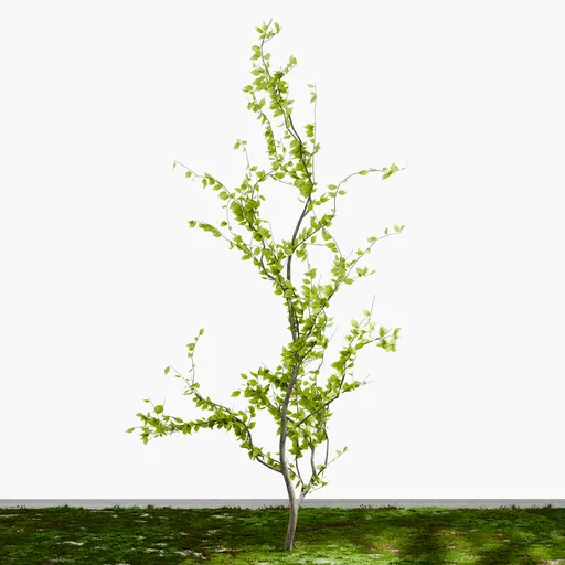 Young Slender Tree