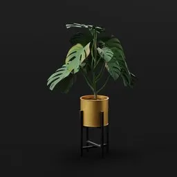 Monestera Plant Grown Var Potted