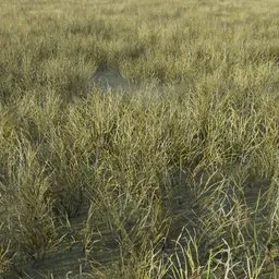 Grass Generic Small Dry Sparse