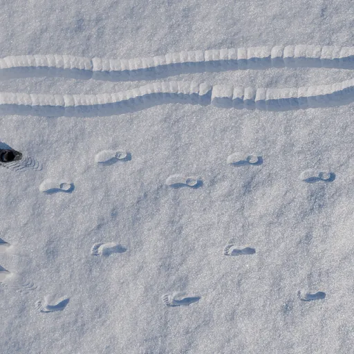Interactive Snow