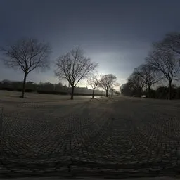 Tree Avenue Sunrise