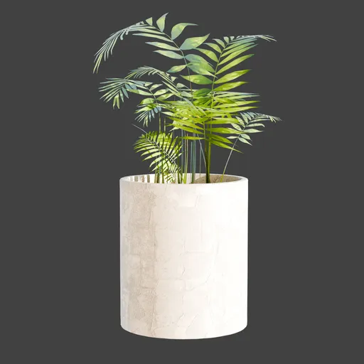 Parlor palm plant