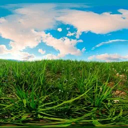 Grass and sky spring HDri