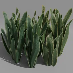 "Nature-Outdoor 3D model of Snake Plant with stunning color variations created with Blender 3D geometry nodes. Hi-res textures and lush vegetation give depth to this strange flora inspired by Eliot Hodgkin. Perfect for any project requiring a touch of greenery. "