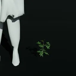 Gumbo Limbo Seedling