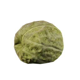 Gomphocarpus fruticosus