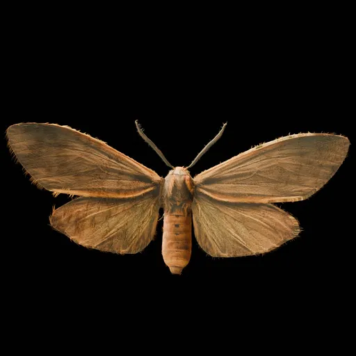Realistic Moth