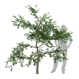Tree Plant
