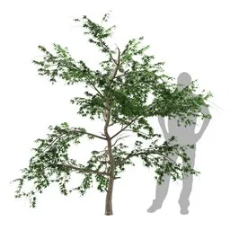 Tree Plant