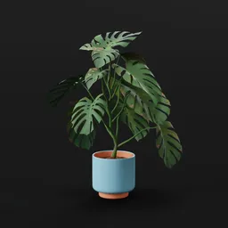 Monestera Plant Large Var Potted