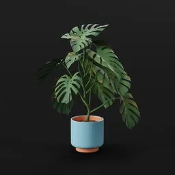 Monestera Plant Large Var Potted