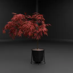 Red Japanese Maple Pot