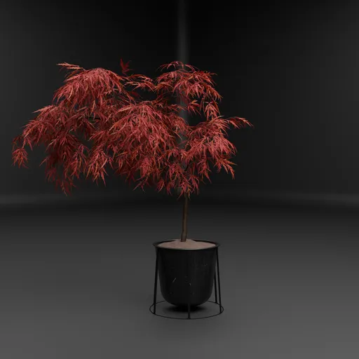Red Japanese Maple Pot