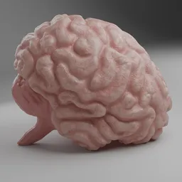 Human Brain