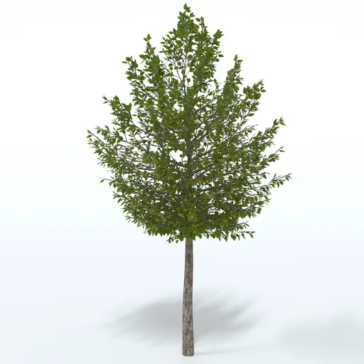 Street Tree | Trees models | Blendkit