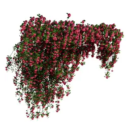 Climbing Roses Wall Grow Top pink